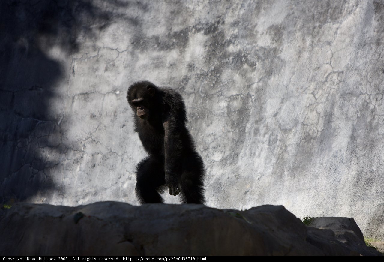 Chimpanzee Posing on a Rock