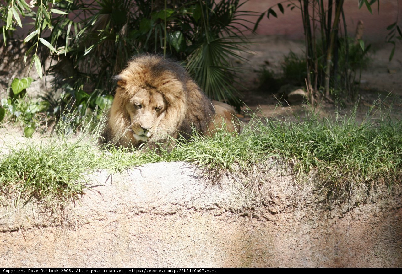 Majestic Lion Relaxing in the Zoo's Grass