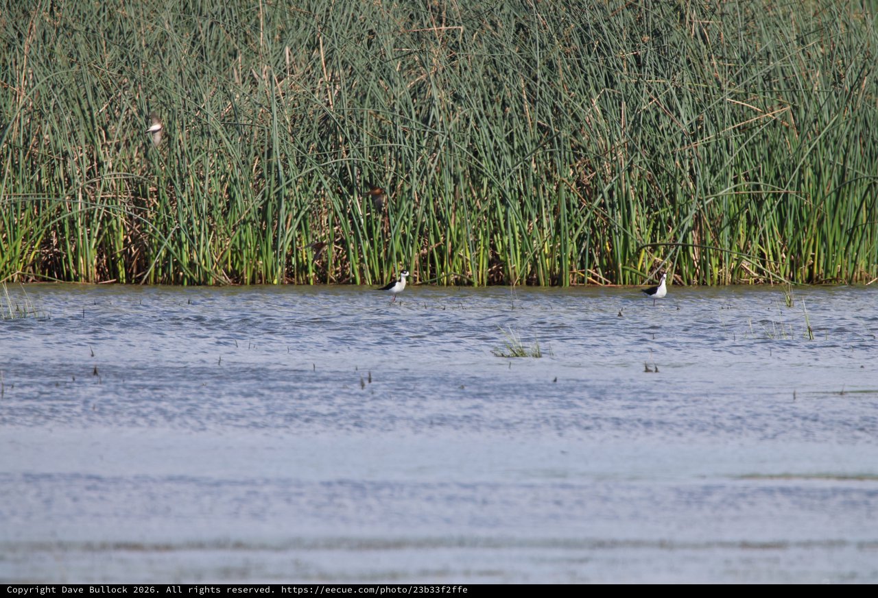Wading Birds in Wetland Marsh at Yolo Bypass