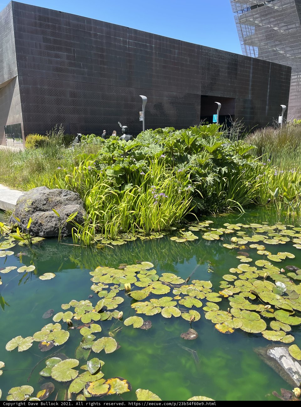 Serenity at the de Young Museum