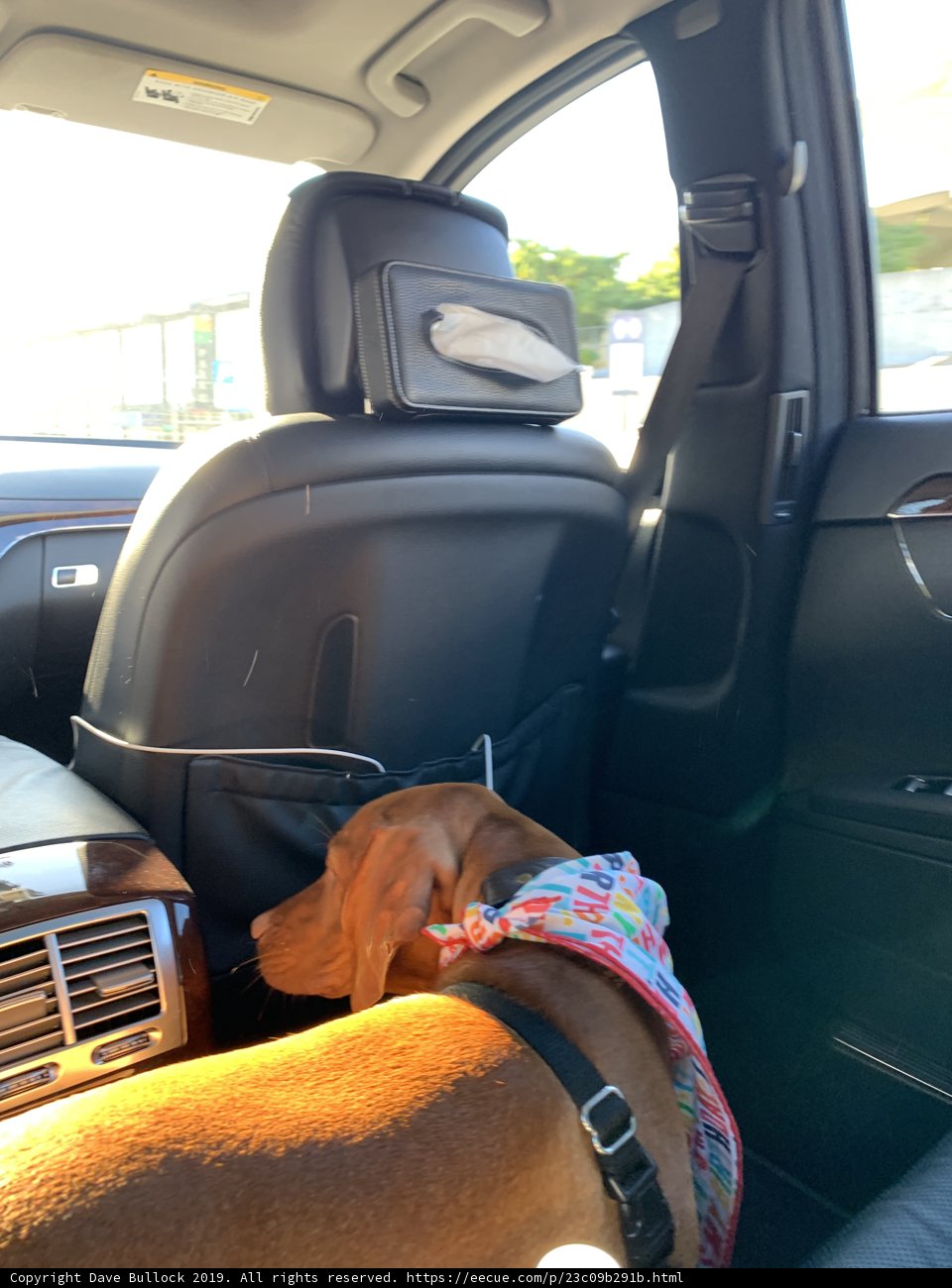 Pooch on the Go