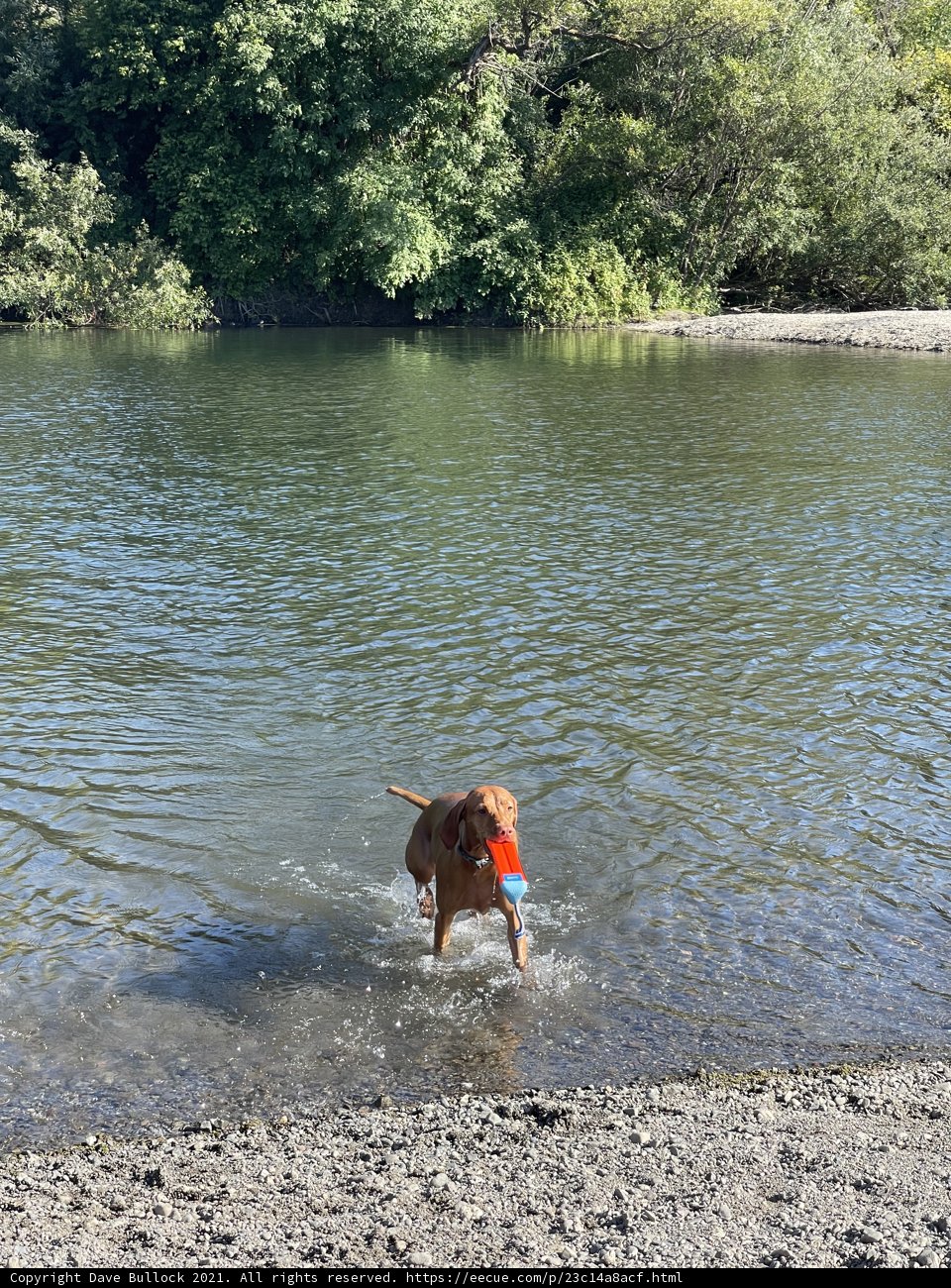Canine Water Adventure