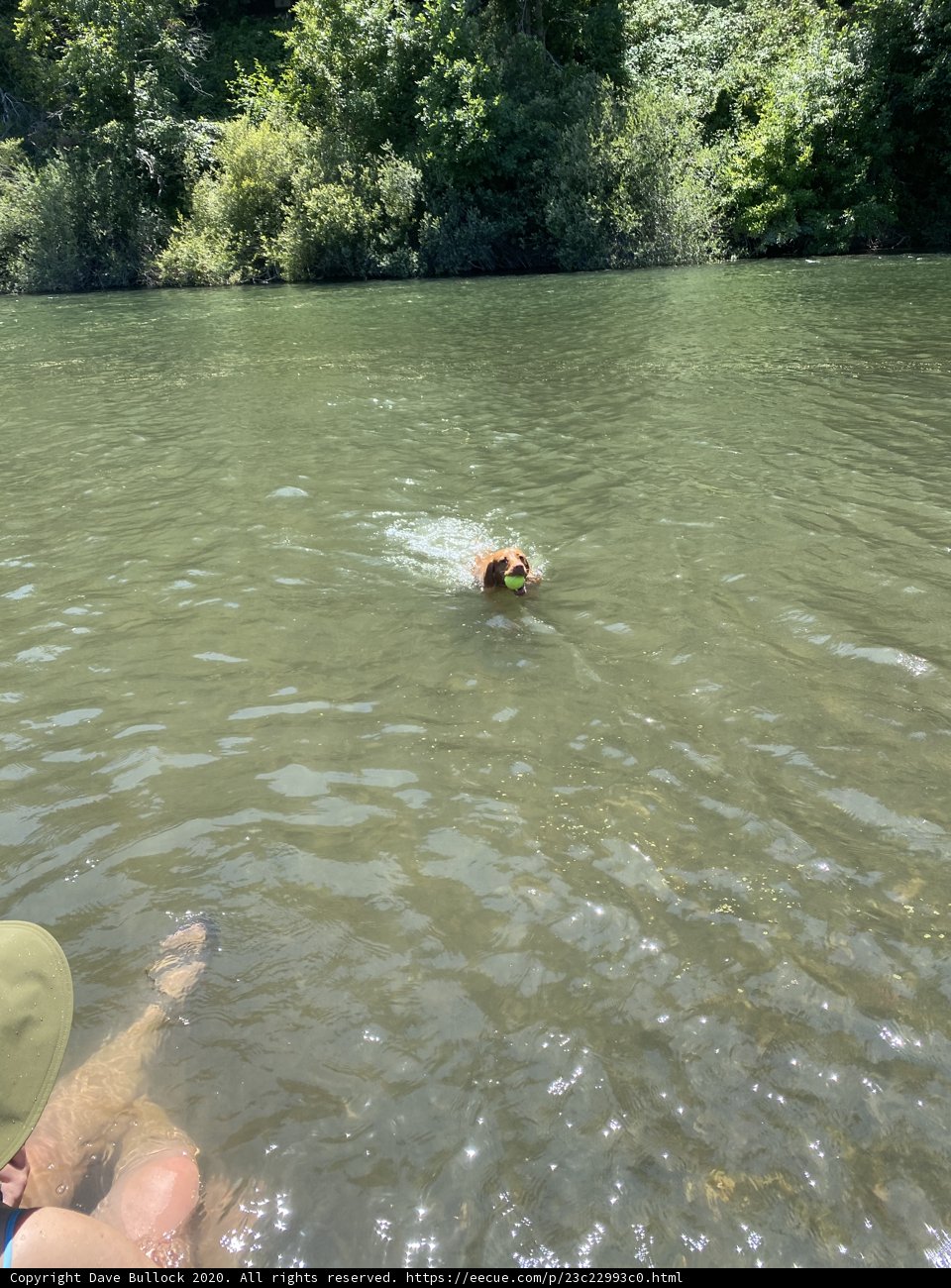 Splashing Fun with My Furry Friend