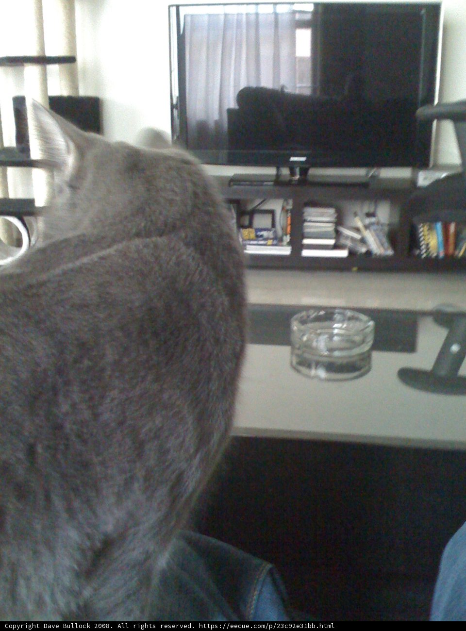 Feline Computer Connoisseur