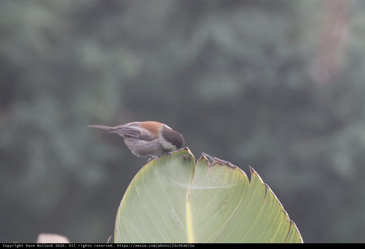 Chestnut-backed Chickadee Perched on Banana Leaf
