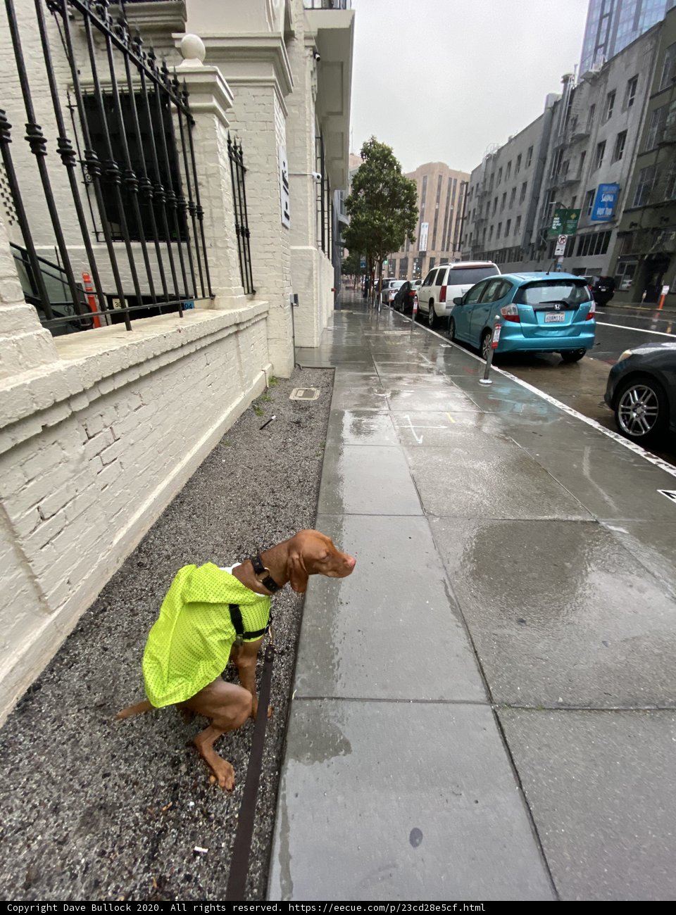 Yellow-Vested Pup on the City Sidewalk