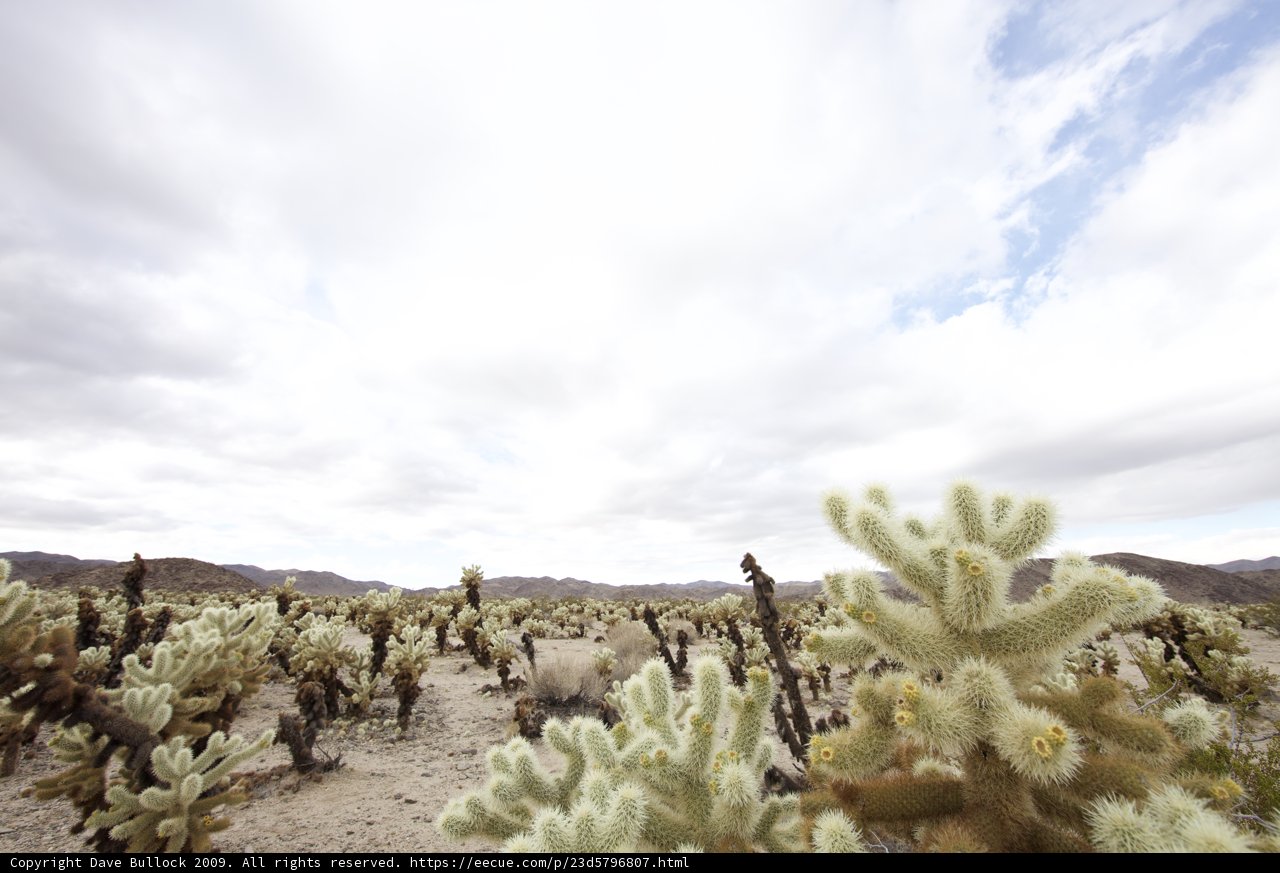 Desert Scenery with Cactus Plants and Mountains