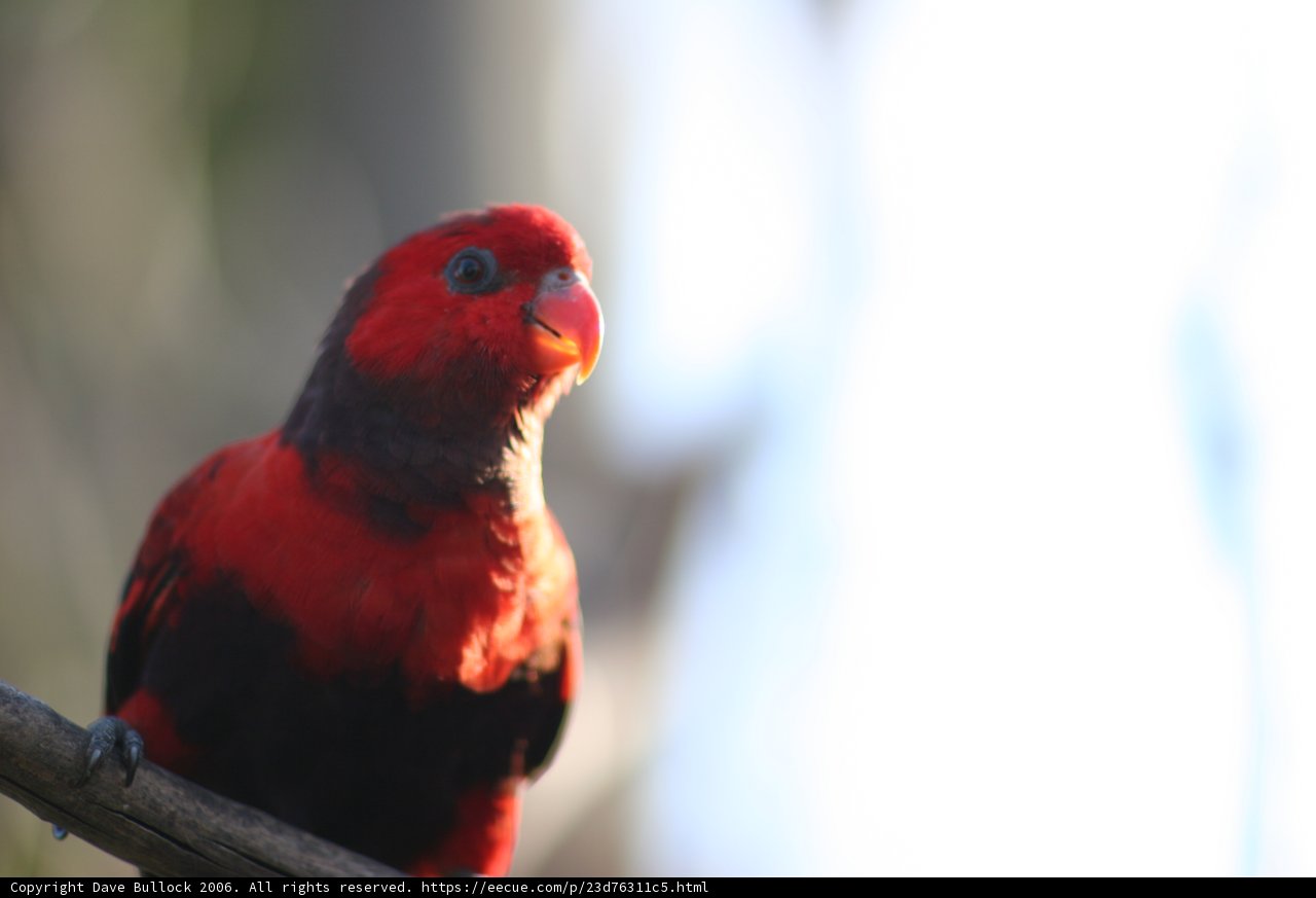 Red Parakeet Perched on Branch