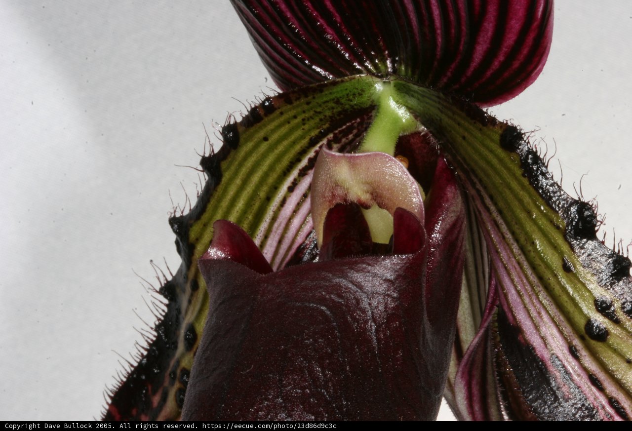 Festive Flower