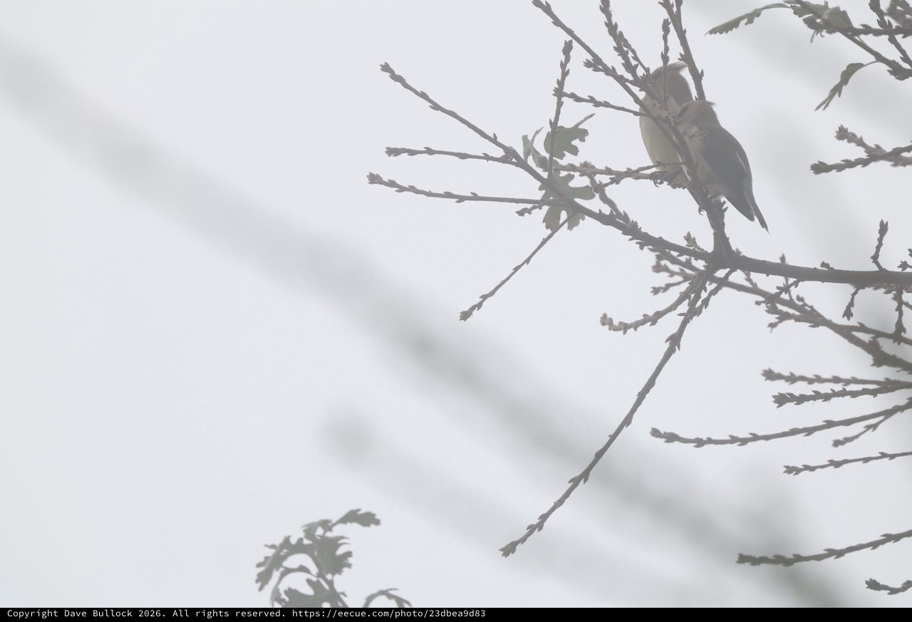 Solitary Bird Perched on Bare Winter Branch