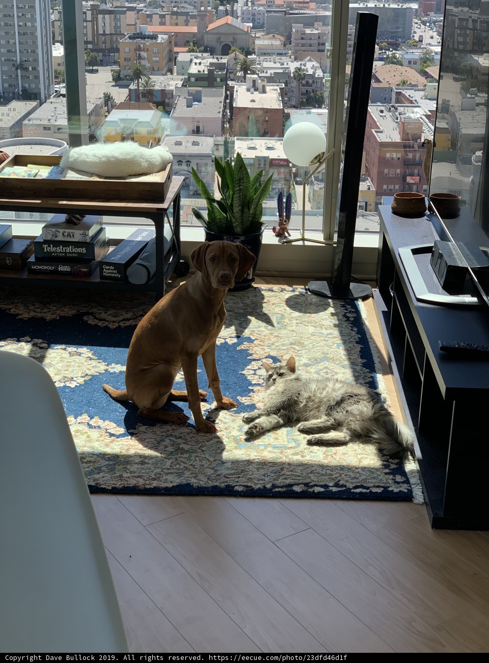 Contented Canine on Cozy Rug