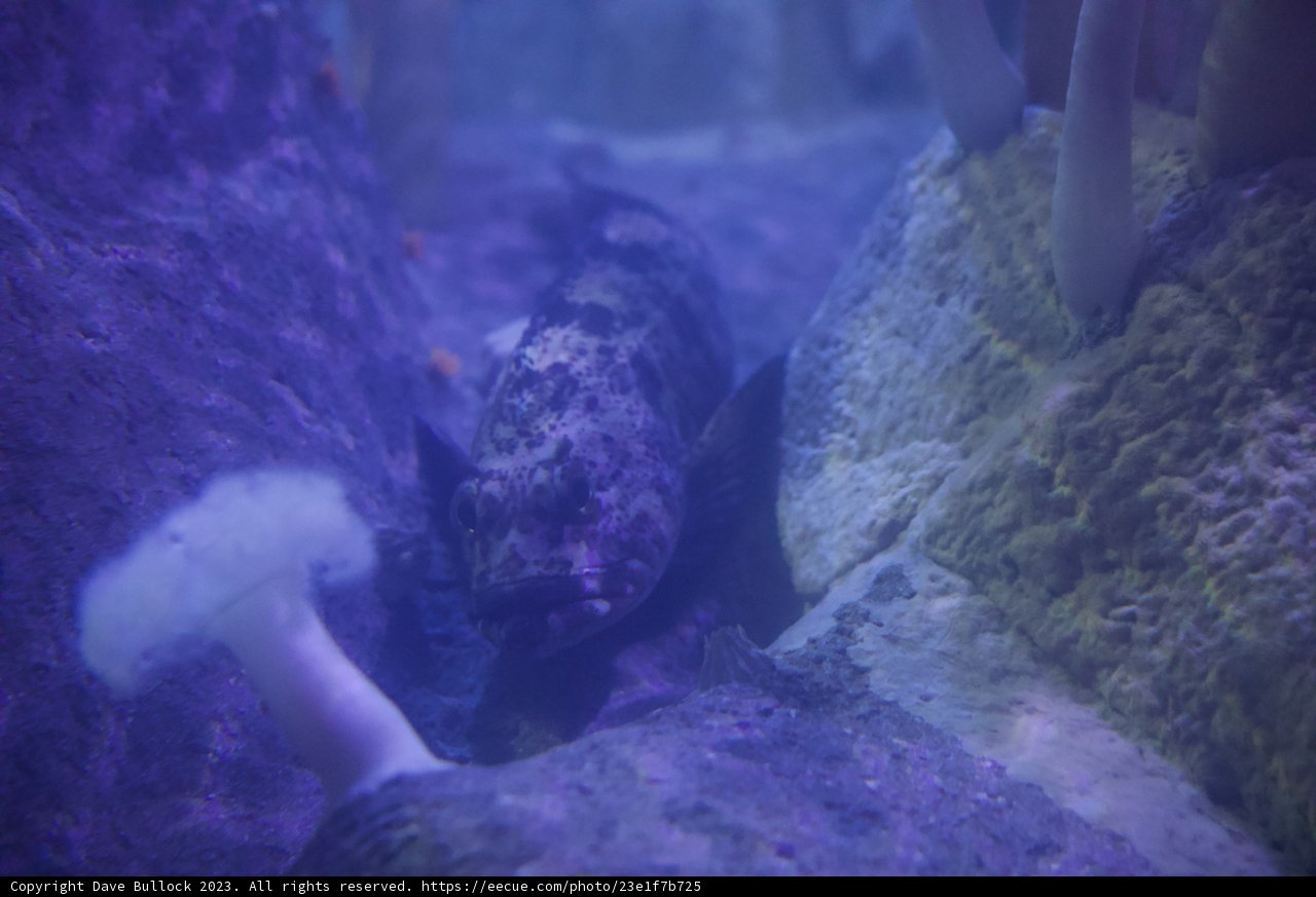 Mystical Depths: Underwater Spectacle at the Monterey Bay Aquarium