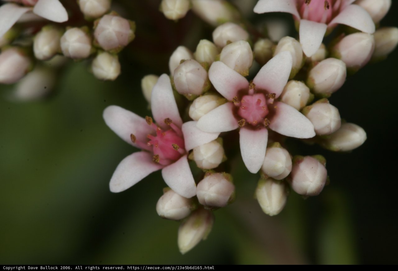Pink and White Blossom