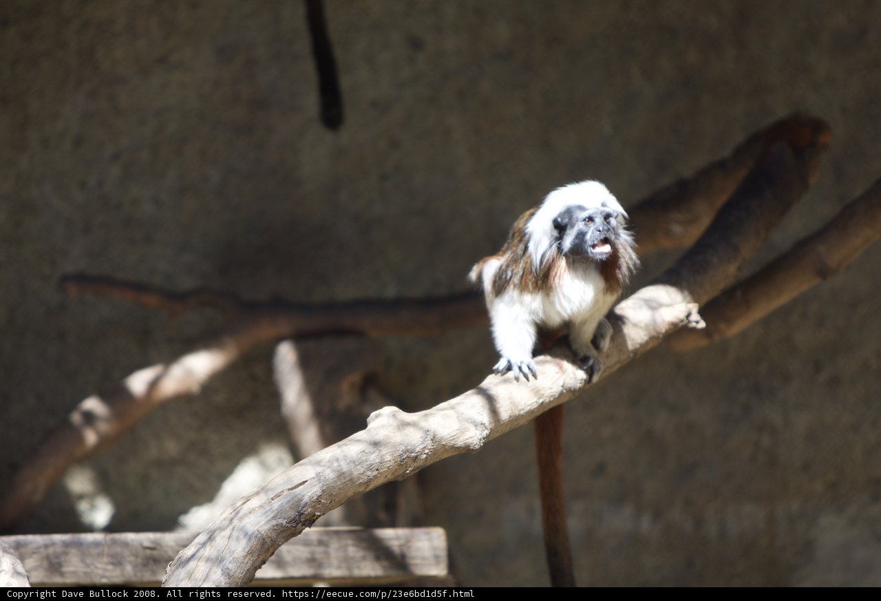 Curious Monkey in Zoo Enclosure