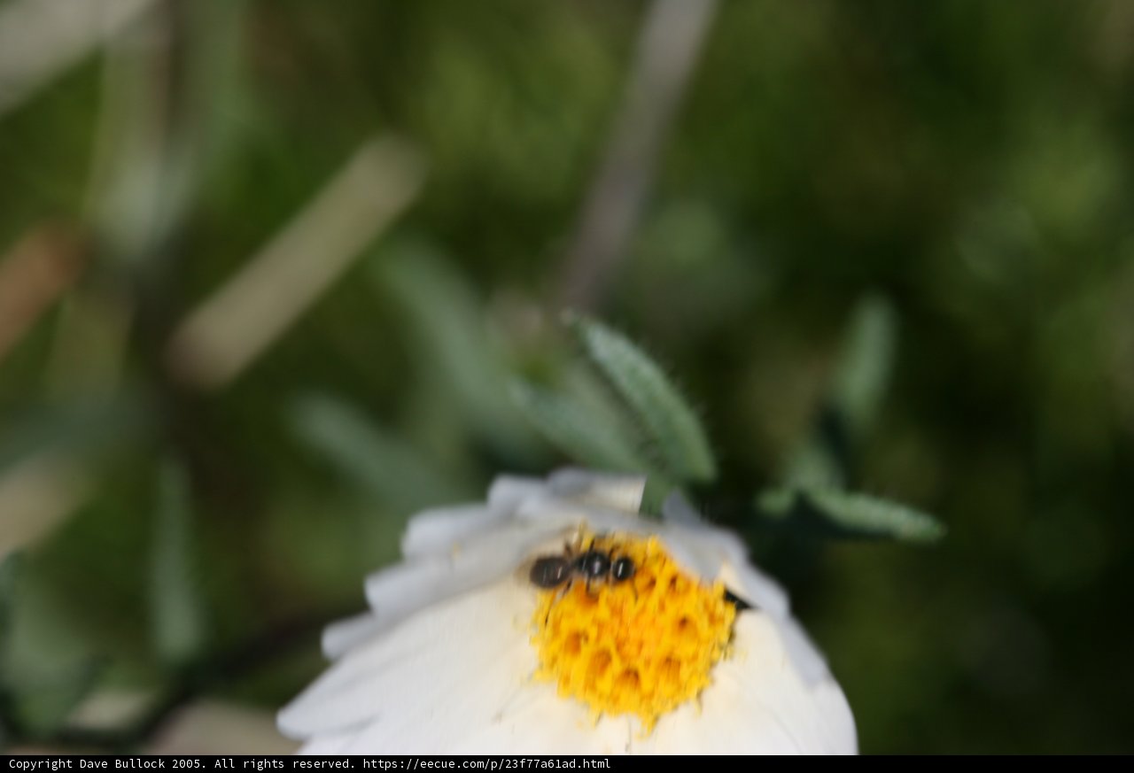 Bee Collecting Pollen on a White Daisy Flower