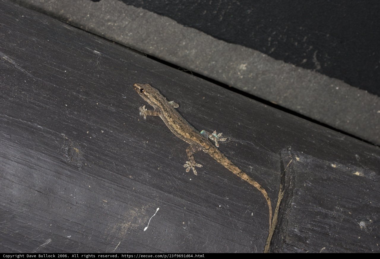 Tiny Gecko Clinging to Wooden Wall