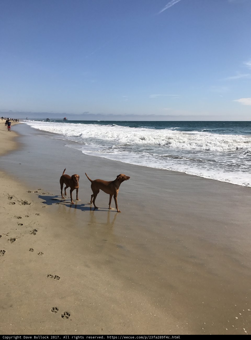 Sunny Stroll Along Huntington Dog Beach