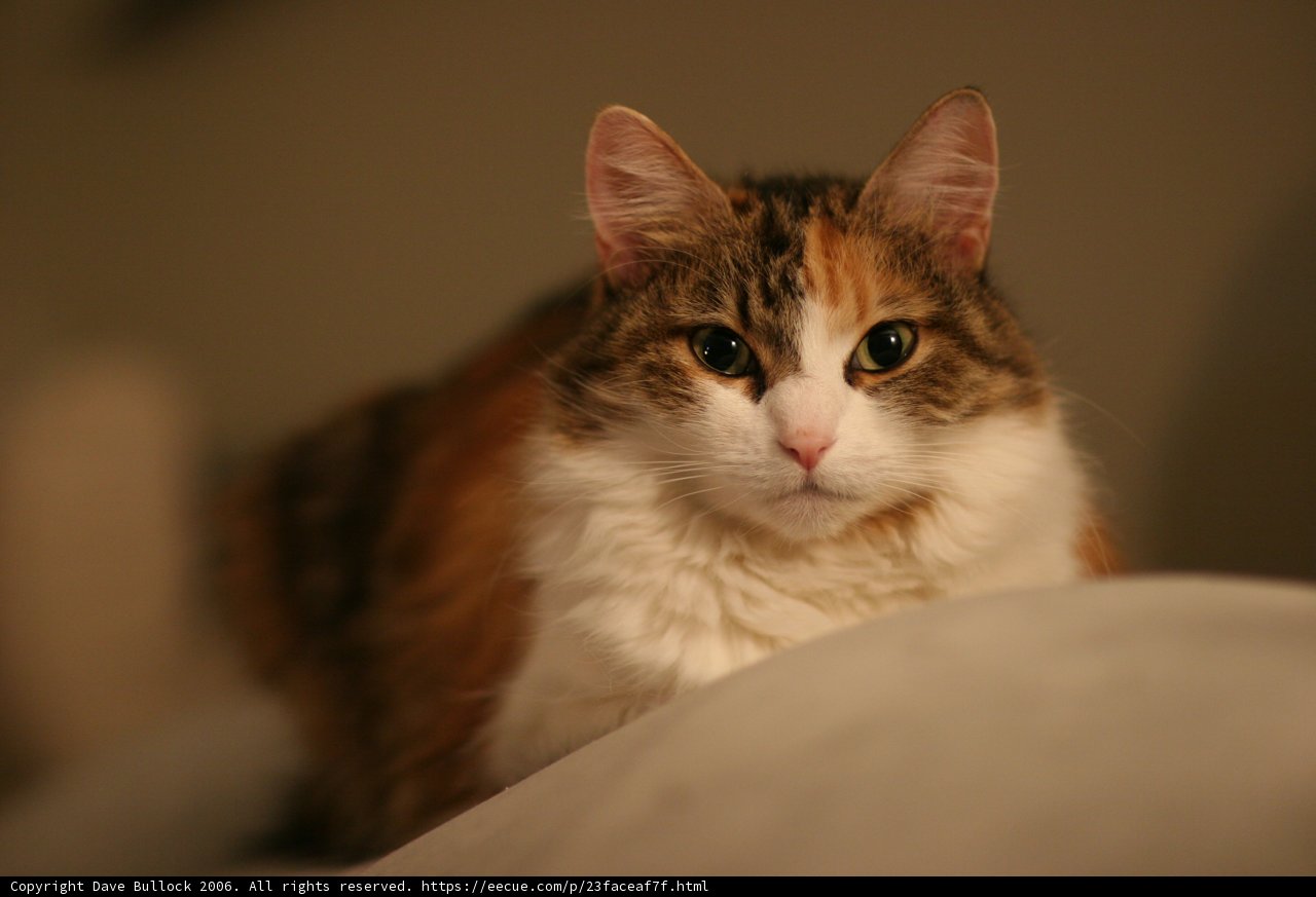 Calico Comfort