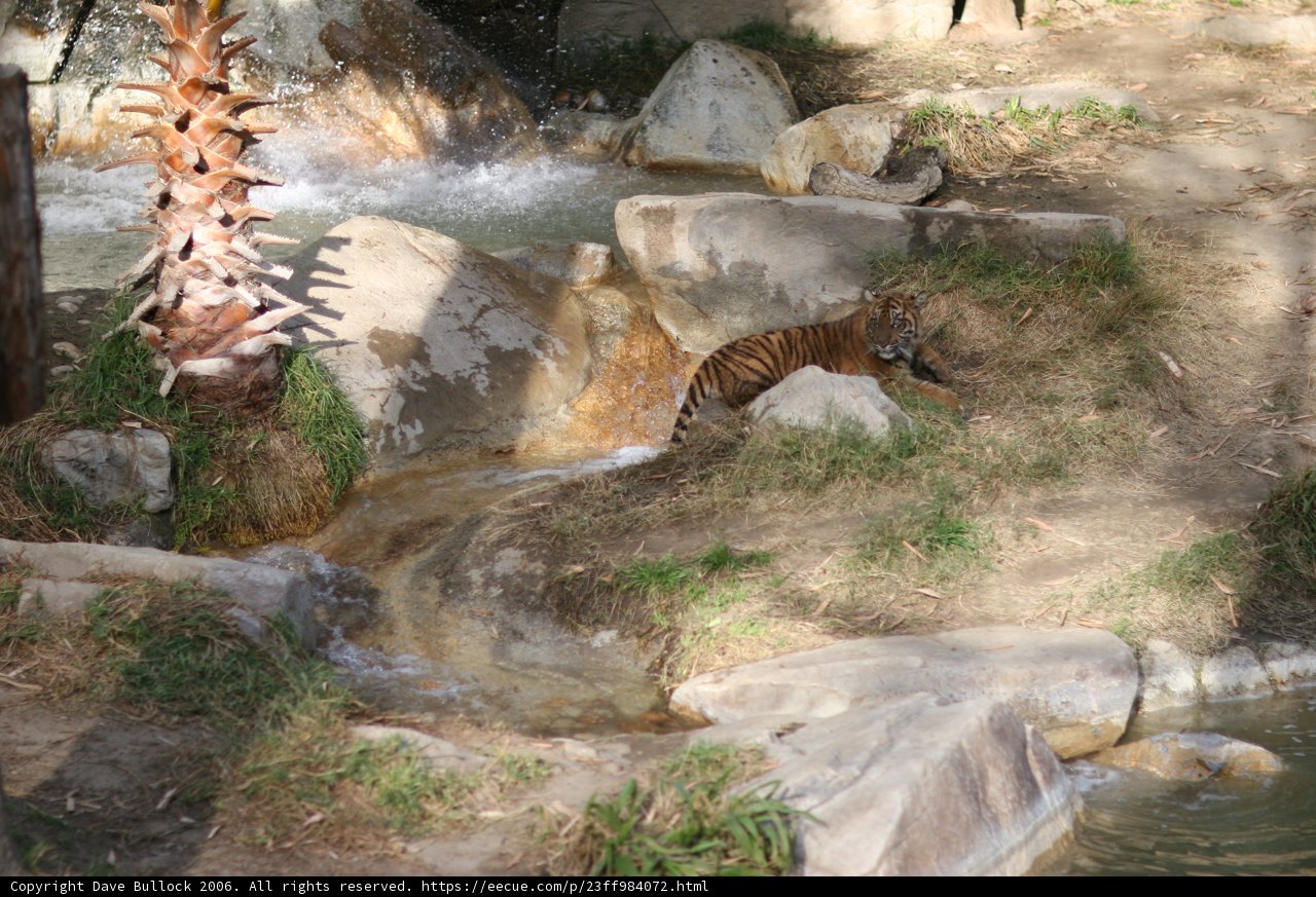 Majestic Tiger Strolling Along Rocky Creek