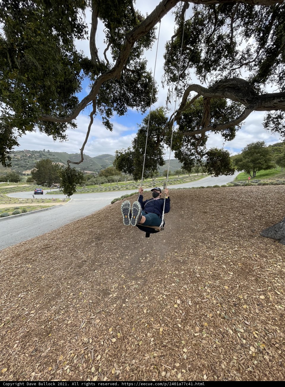 Swinging Under The Canopy