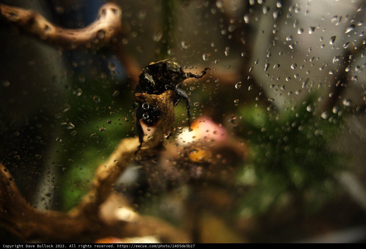 Enigmatic Encounter in a Rain-Soaked Haven
