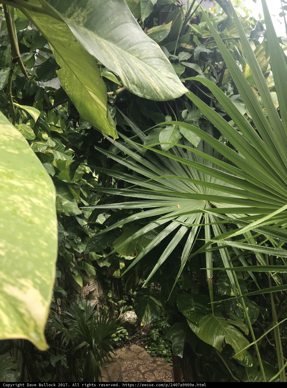 Verdant Paradise
