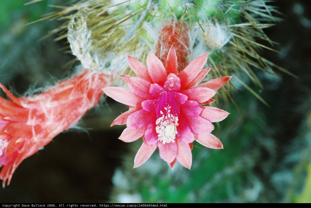Vibrant Cactus Flower