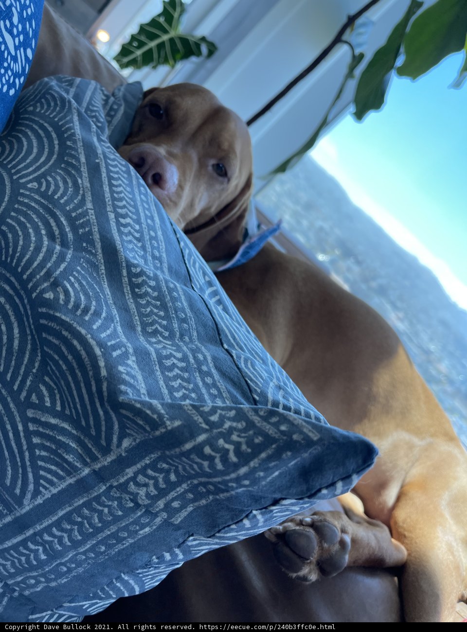 Cozy Canine Napping on California Couch
