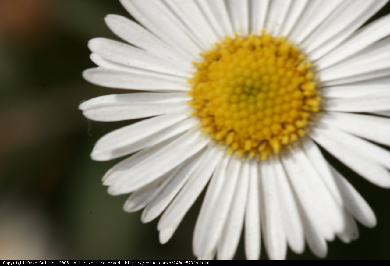 Close-Up of a White Daisy with Yellow Center