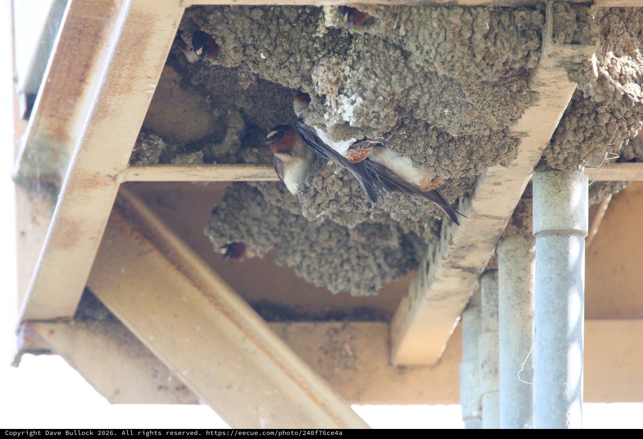 Barn Swallows Nesting Under Bridge Structure