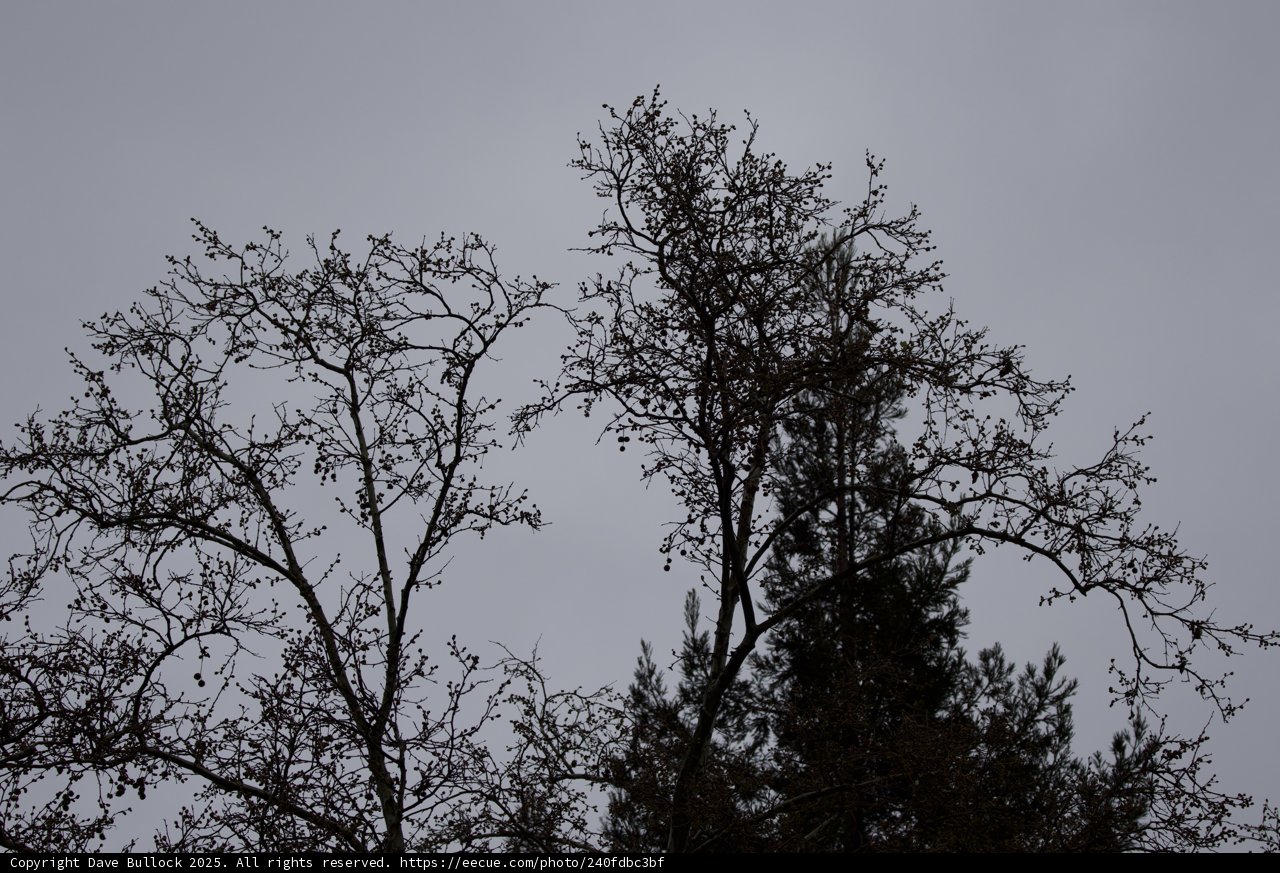 Twilight Silhouettes