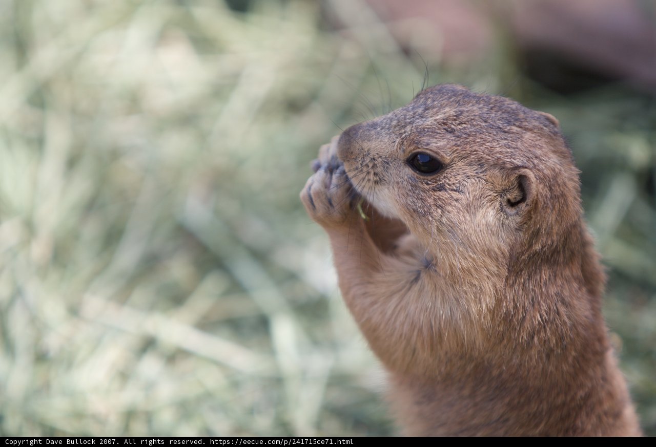 Standing Rodent