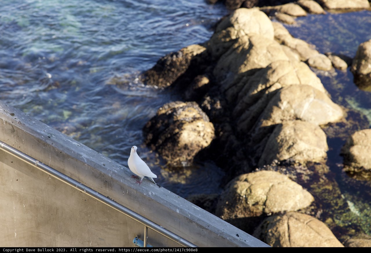 Guardian of the Bay: A Monterey Tale
