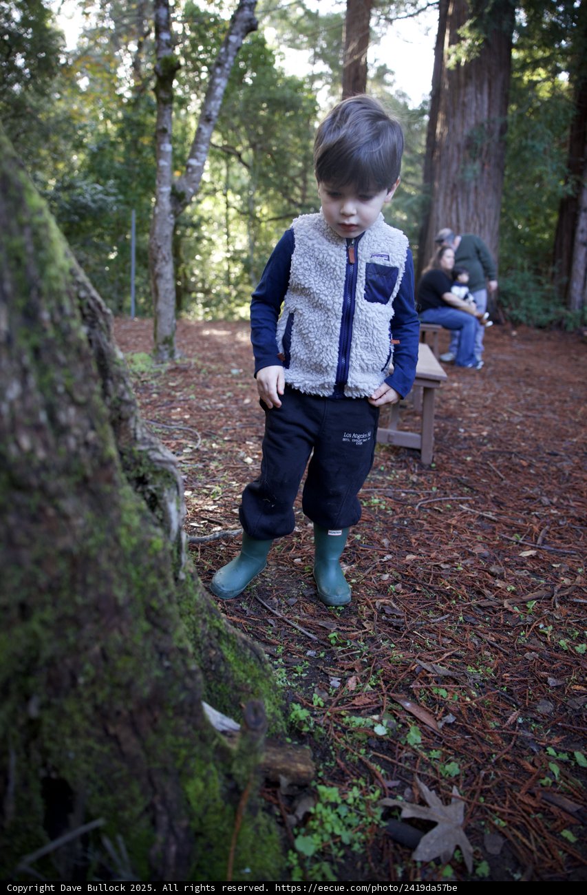 Exploring the Enchanted Forest