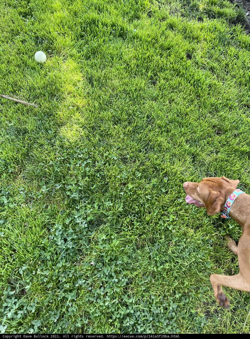 Fetching Fun in the Grass