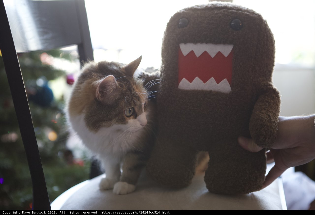 Cat and Stuffed Toy
