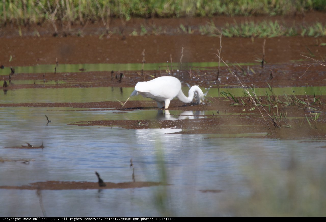 Royal Spoonbill Foraging in Shallow Wetland Waters