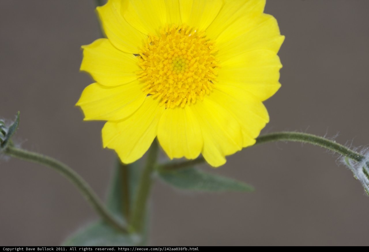Yellow Daisy in Full Bloom
