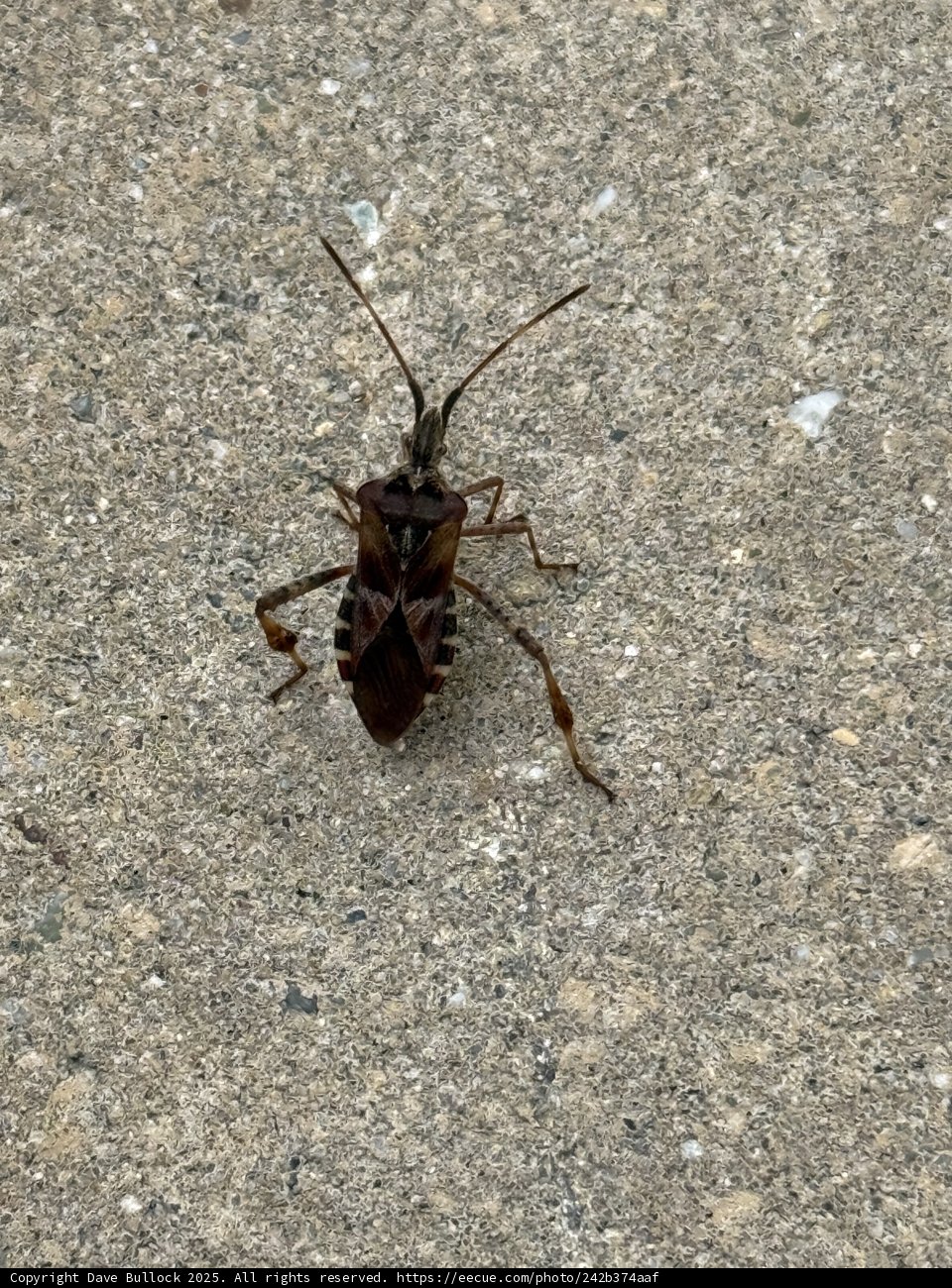 **Unexpected Visitor**