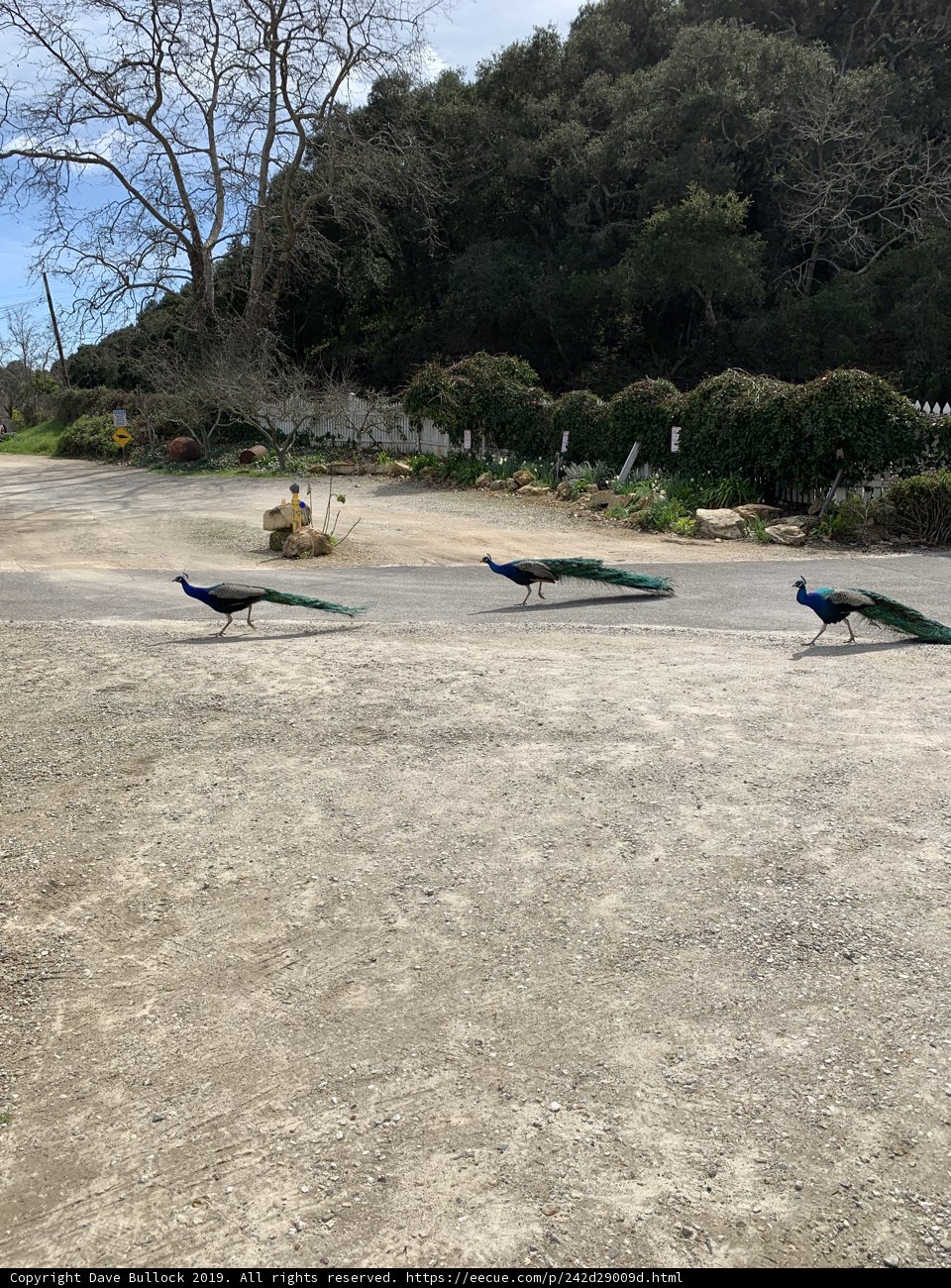 Peacocks on a Paved Path