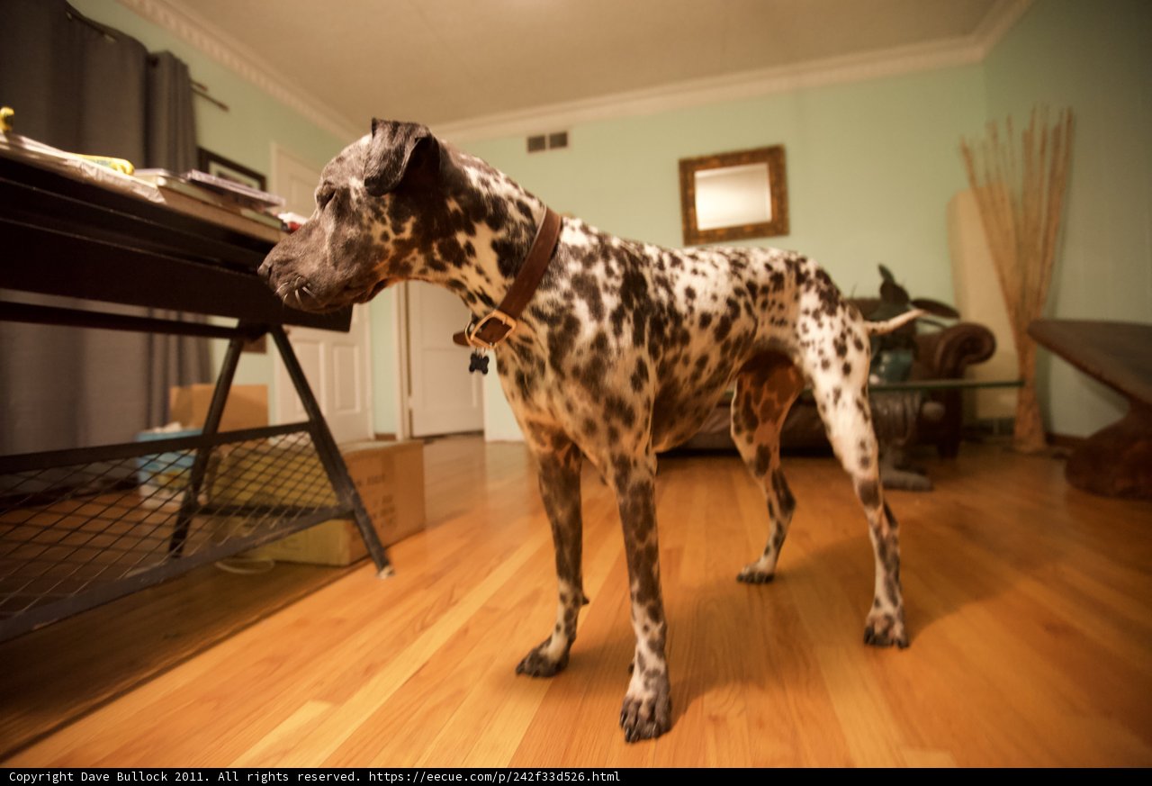 Dalmatian Posing on Hardwood Floor