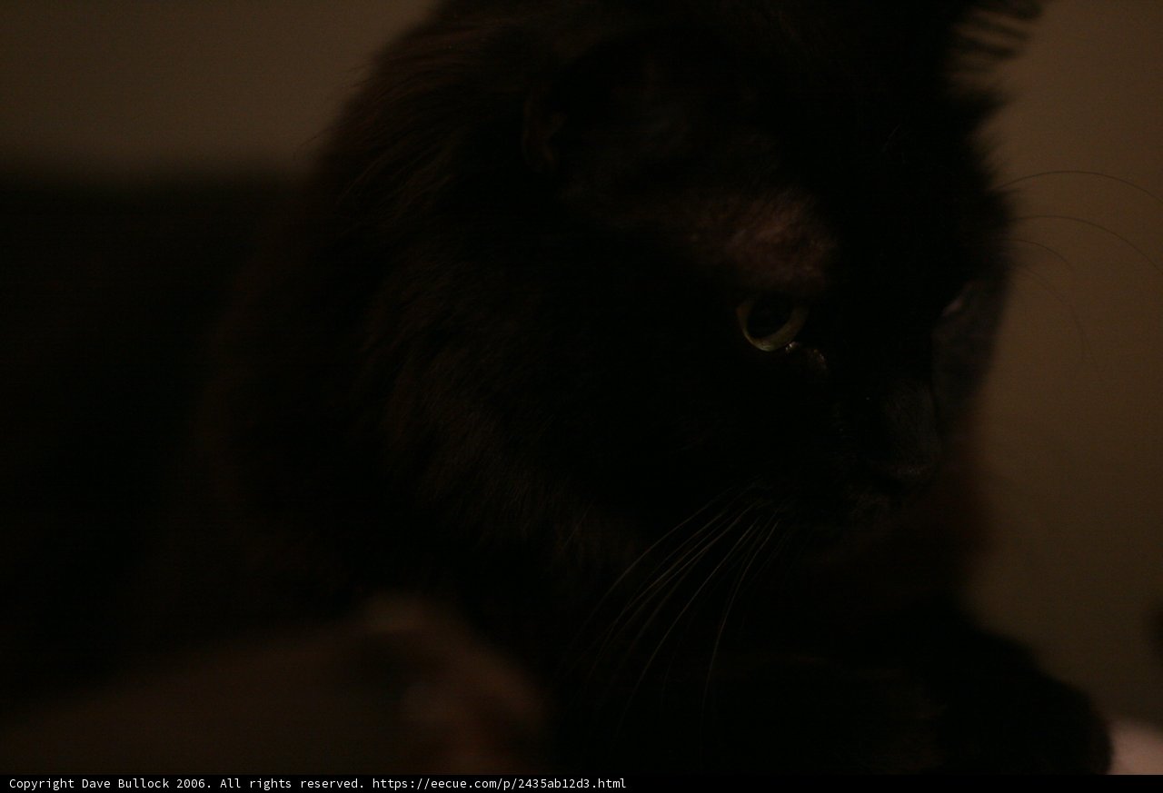 Midnight Companion