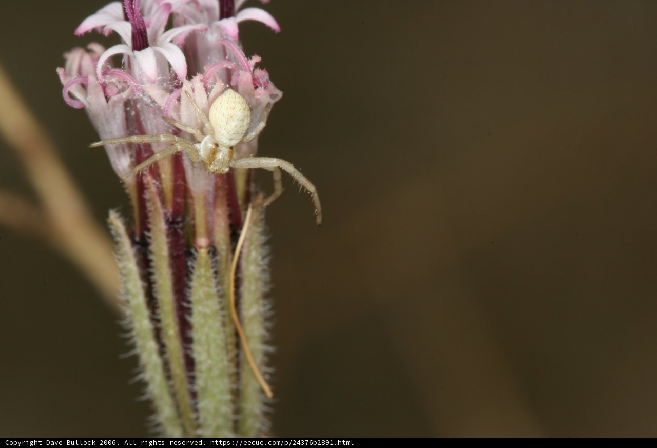 Garden Spider on Flower Stem