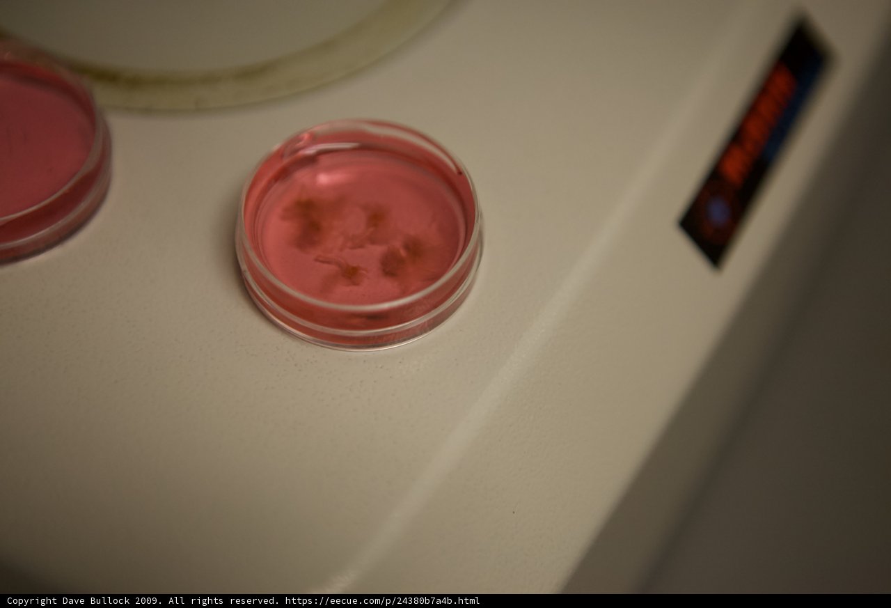 Pink Cosmetics