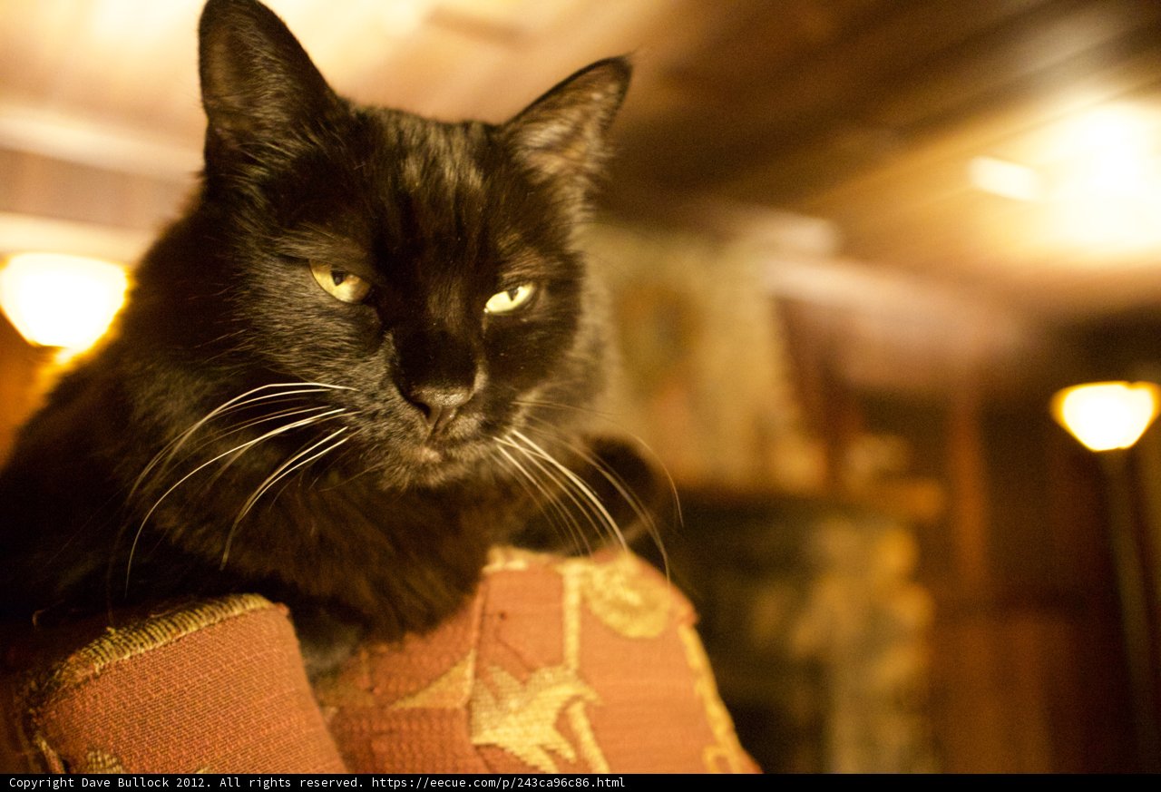 Black Cat Lounging on a Cozy Couch