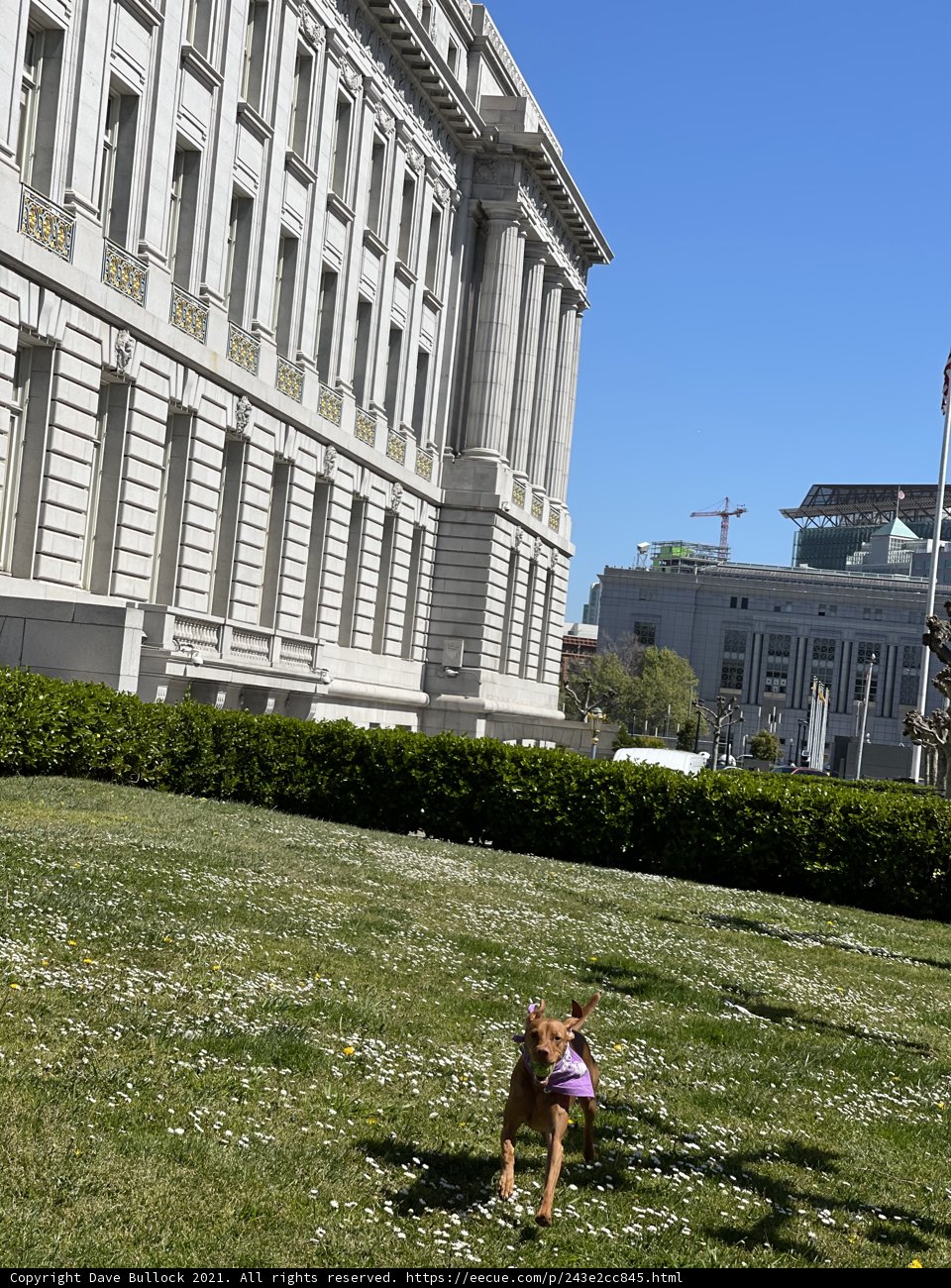 Canine at City Hall