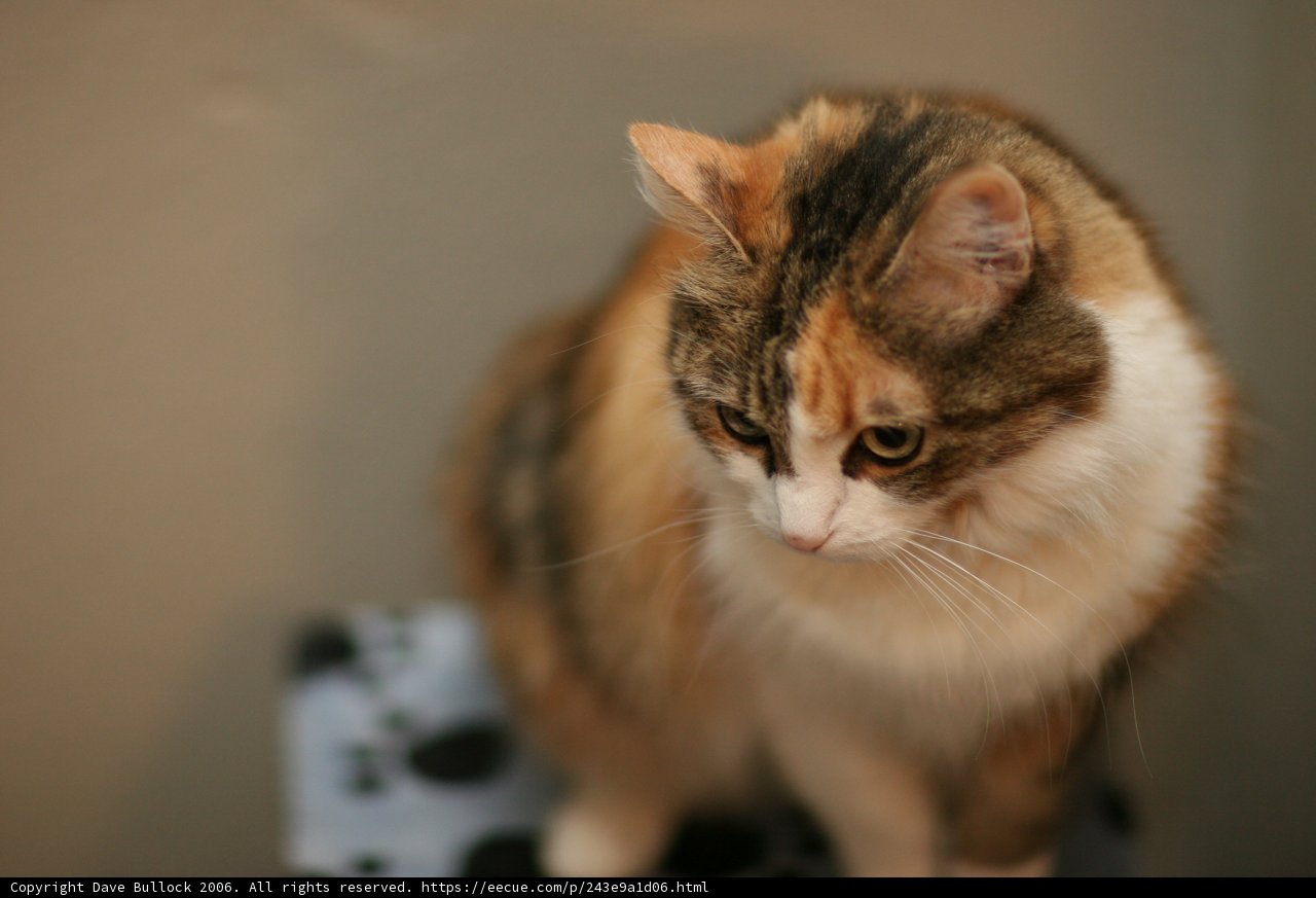 Calico Cat on a Box