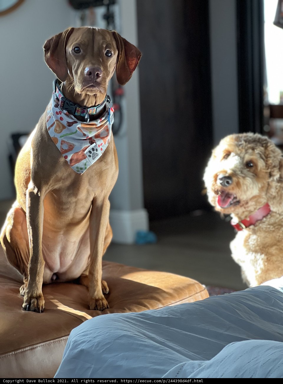 Cozy Companions