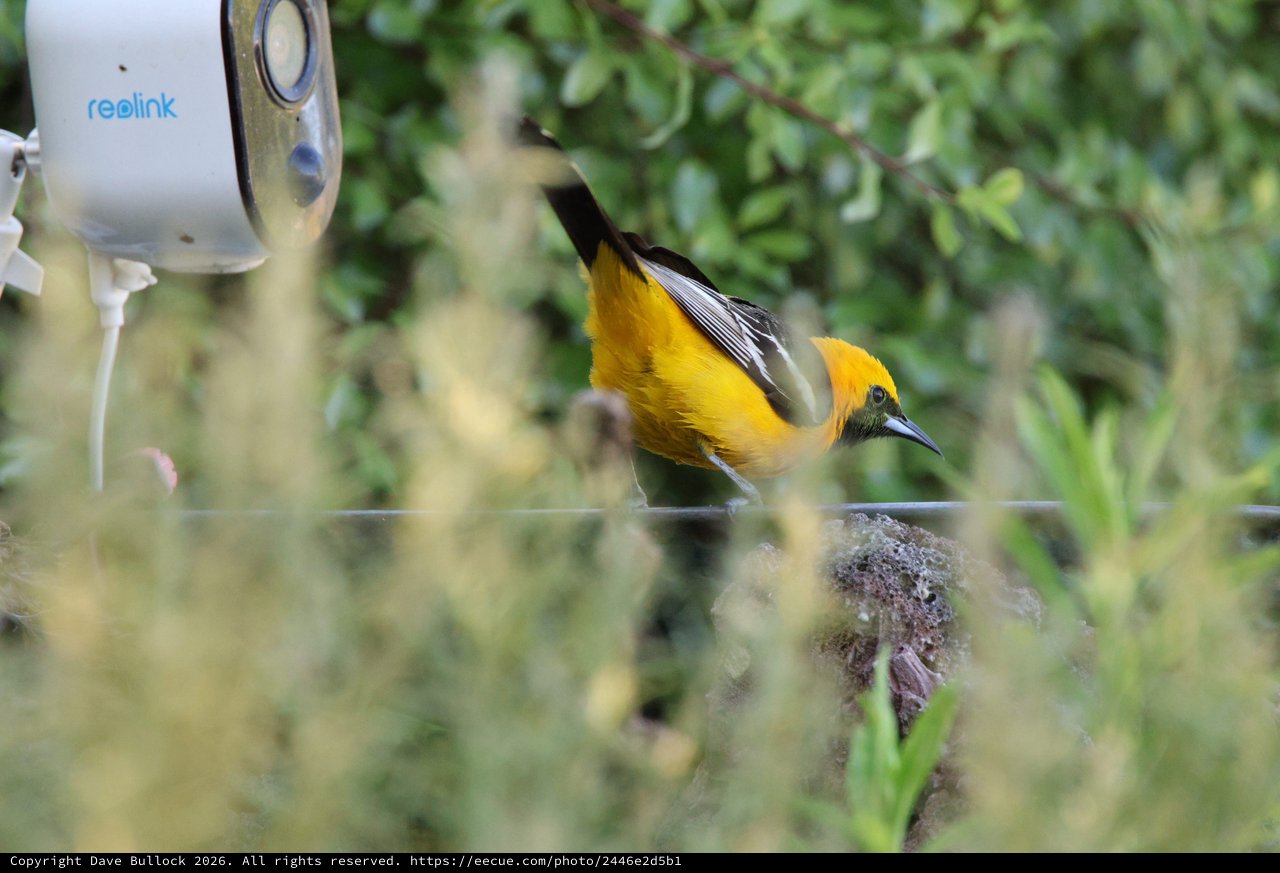 Hooded Oriole Perches Near Security Camera in Backyard