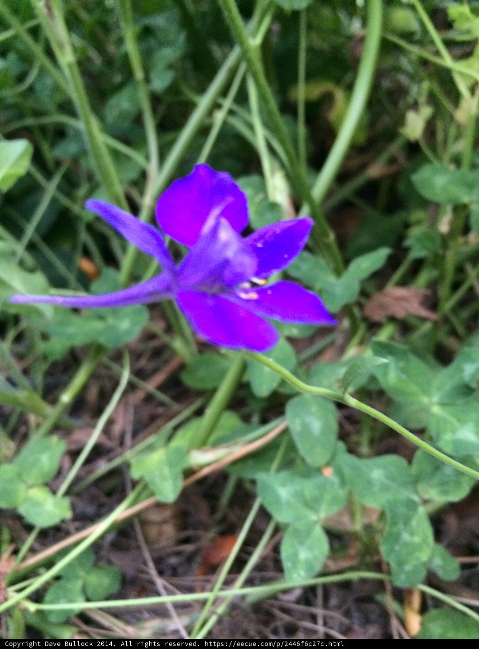Purple Geranium in the Altadena Wilds